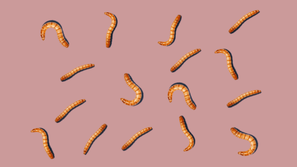 mealworms with pink background