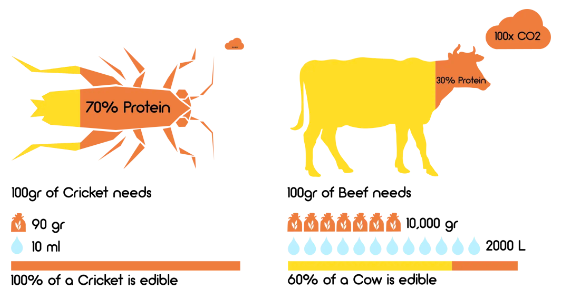 cricket protein vs beef protein