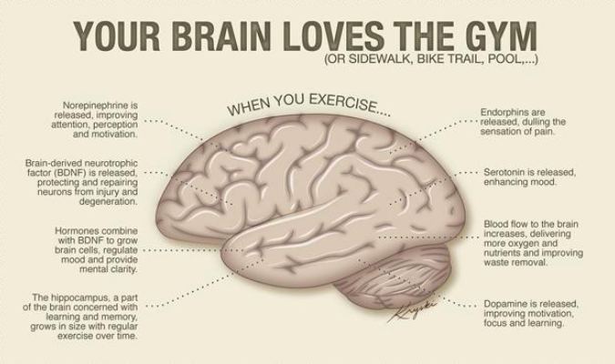 your brain loves the gym infographic