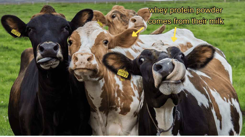 cows. whey protein powder comes from their milk