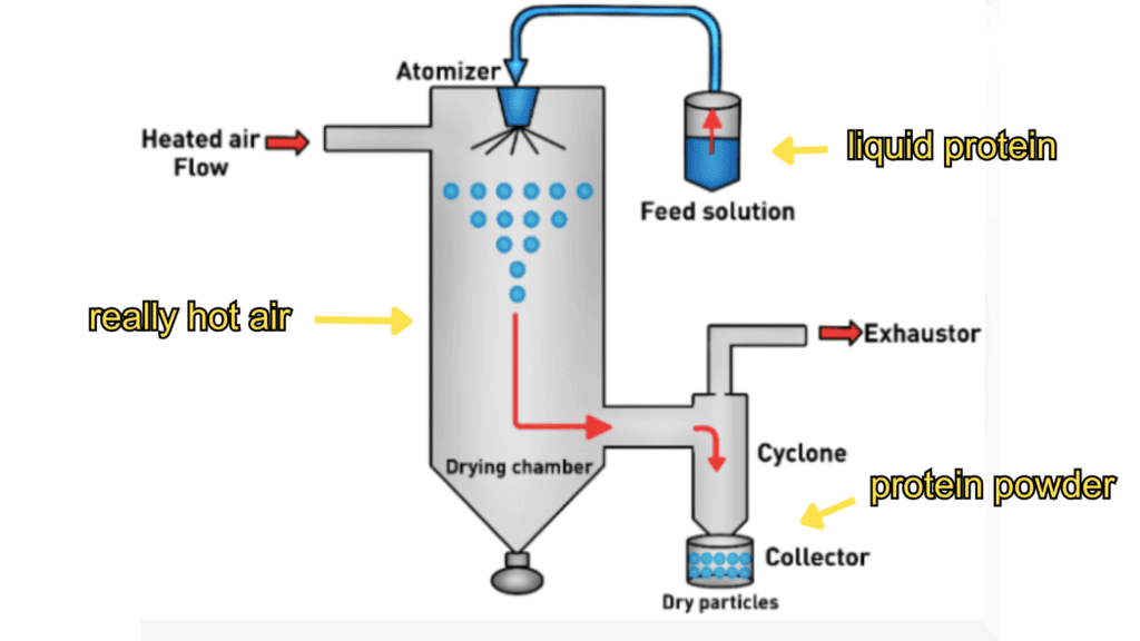 spray drying protein process explained