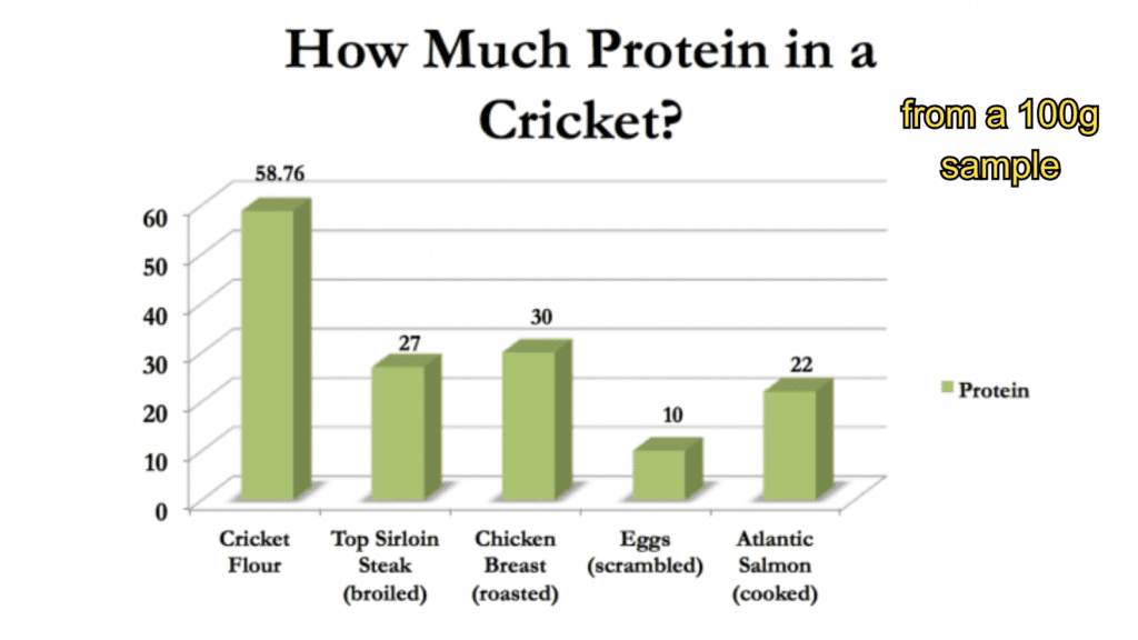 how much protein is in a cricket comparison table