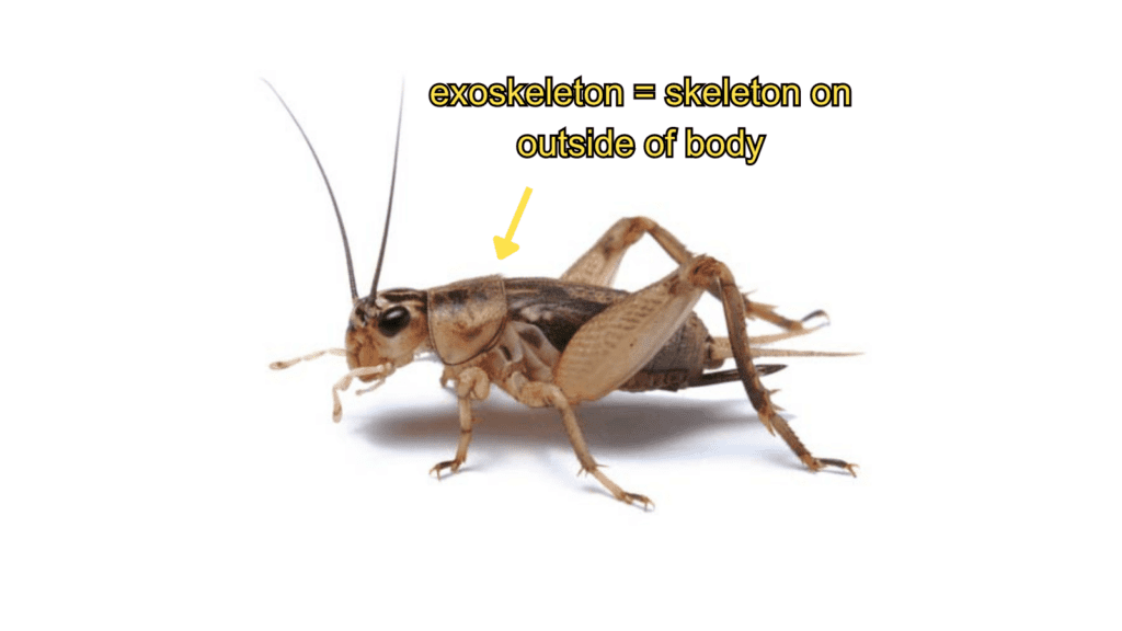 graphic of cricket exoskeleton