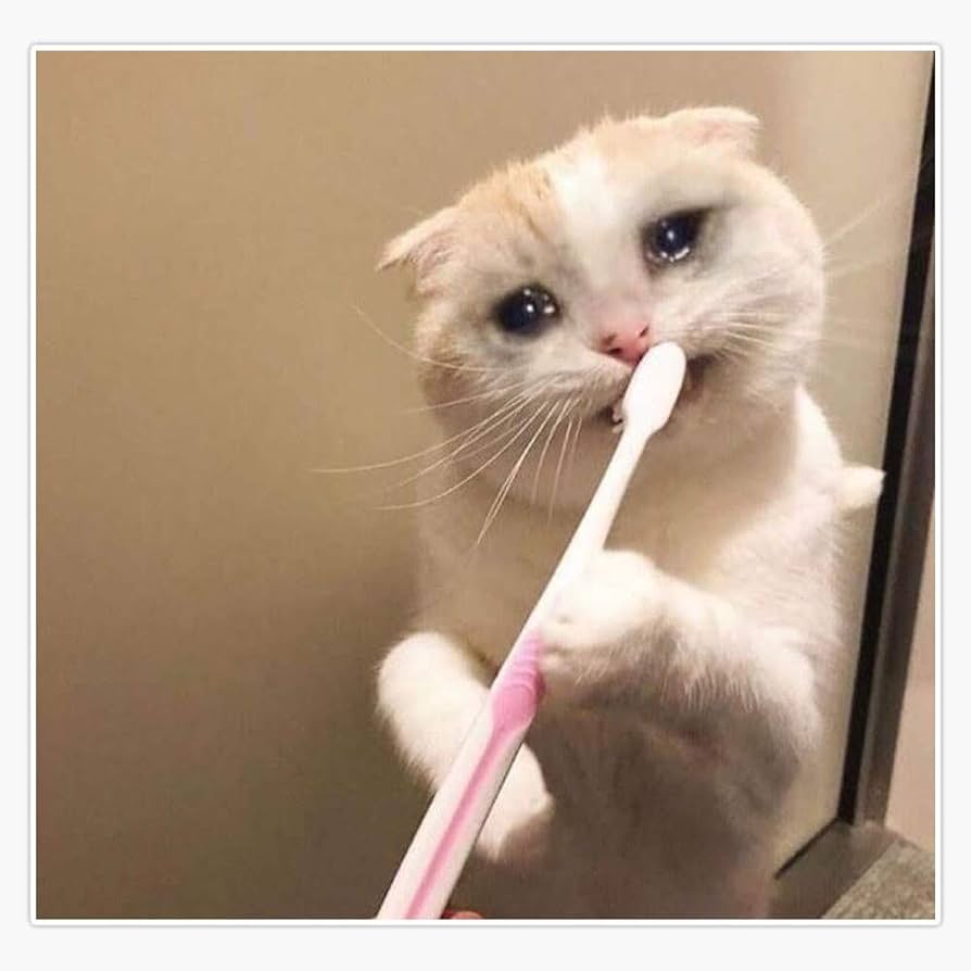 cat brushing teeth