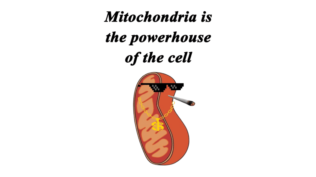 mitochondria is the powerhouse of the cell meme