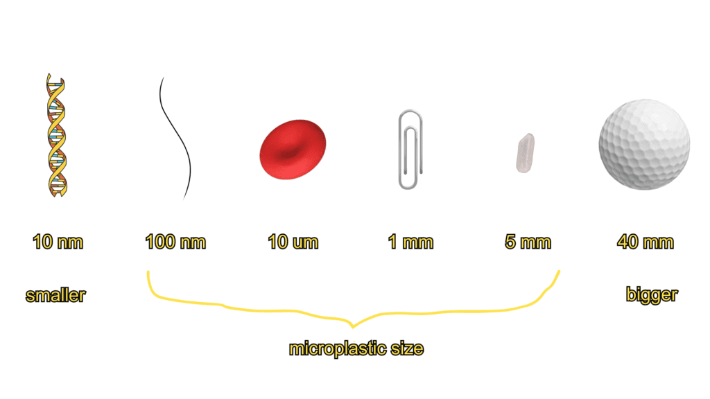 size comparison of microplastics vs dna, hair, red blood cell, paperclip, rice, golf ball