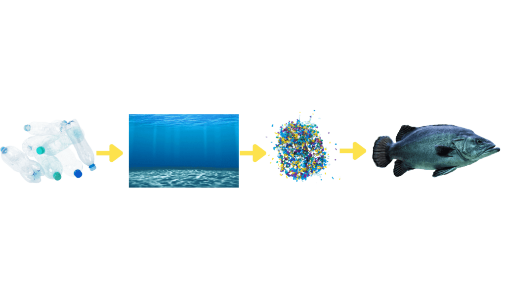 plastic to ocean to microplastics to fish graphic