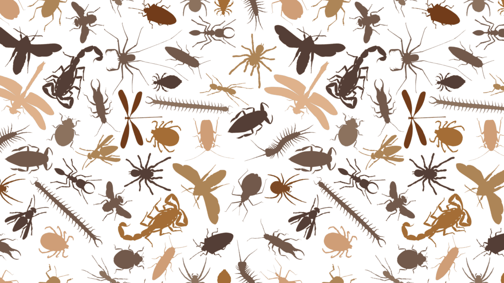 drawing of different bugs