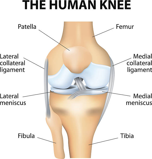 human knee anatomy graphic