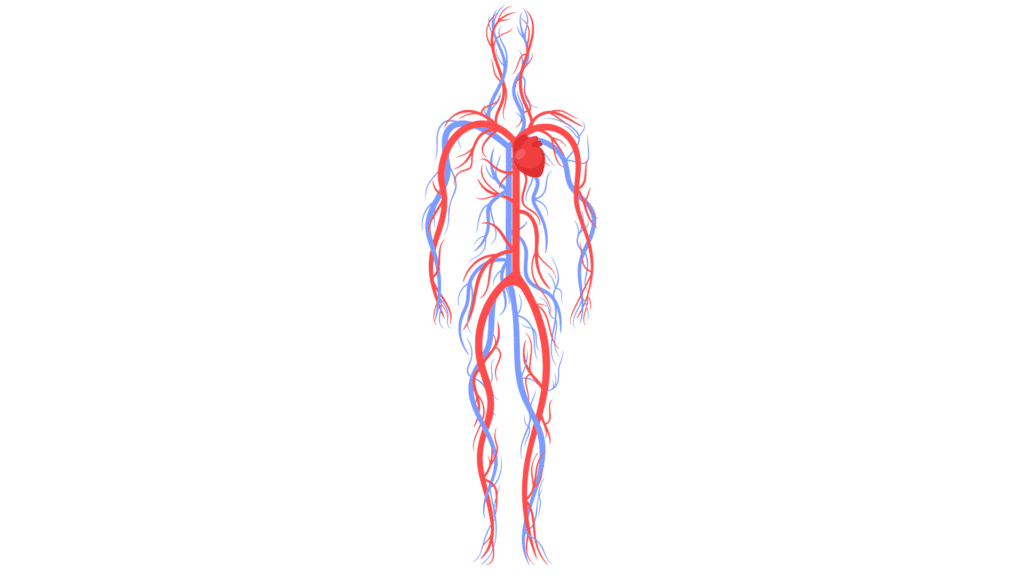 cartoon of a persons veins and arteries in their body