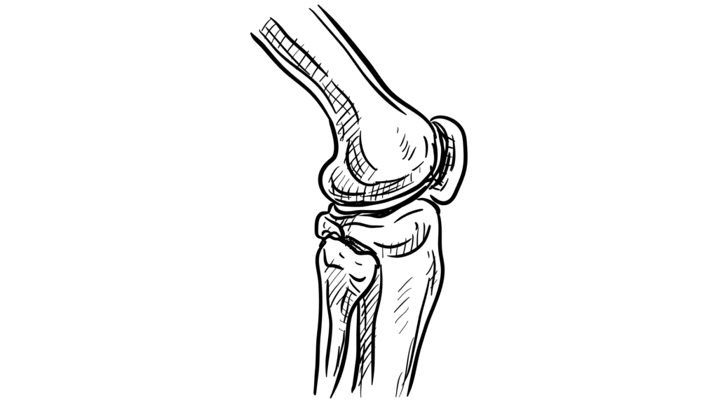 drawing of knee bones