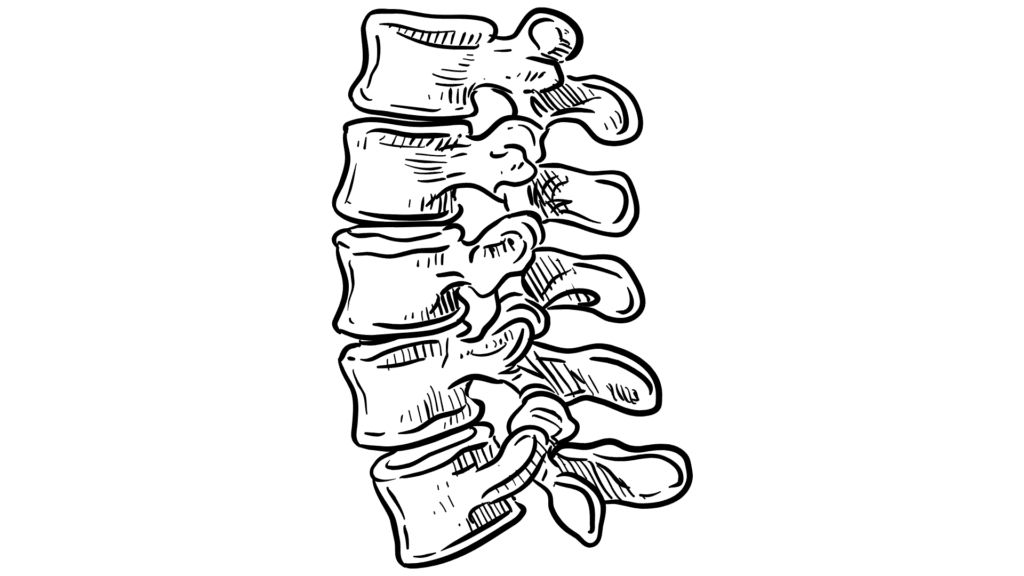 cartoon of spinal bones