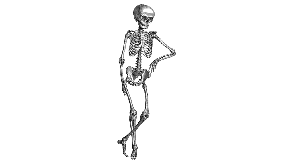 skeleton