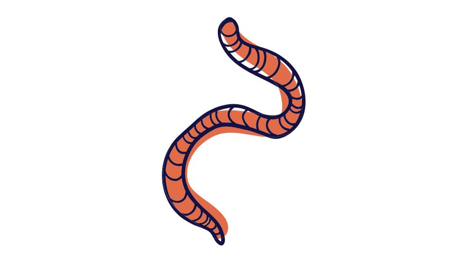 bug food
