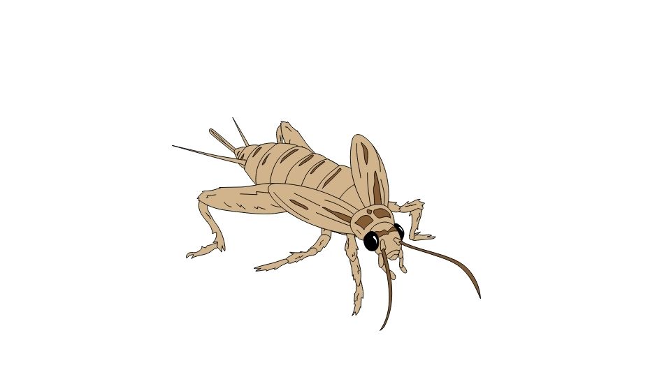 cricket flour