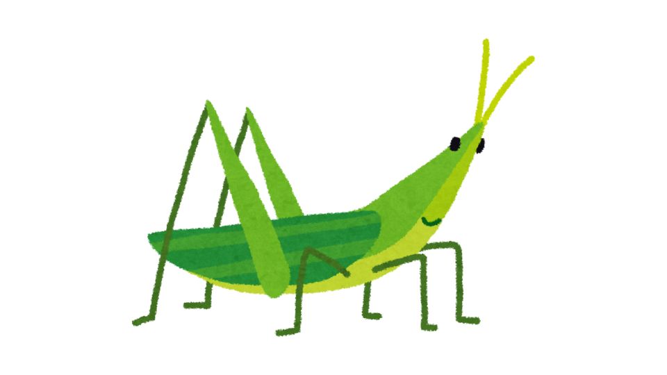 insect illustration