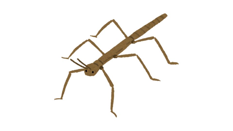 insect illustration