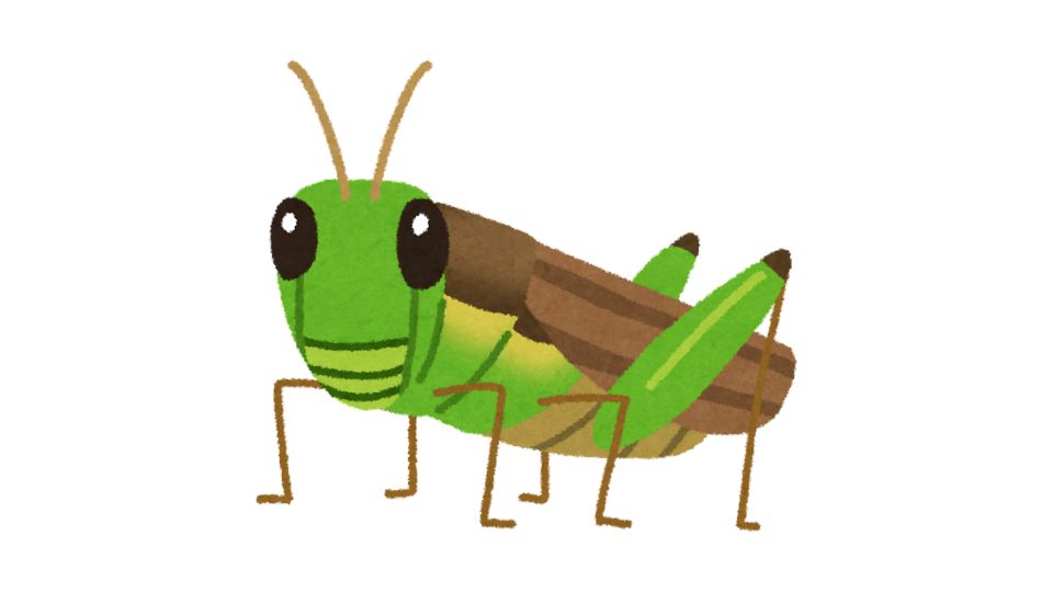 insect illustration