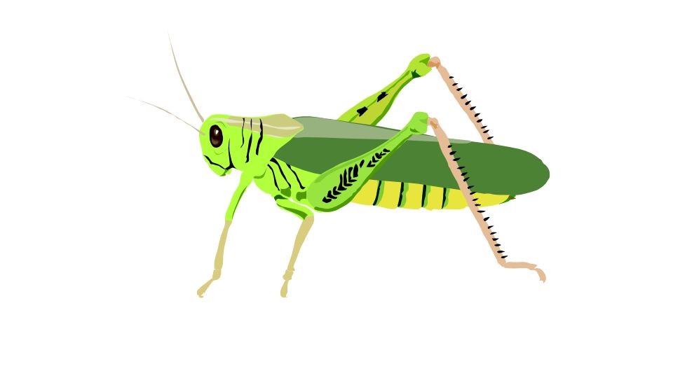 insect illustration