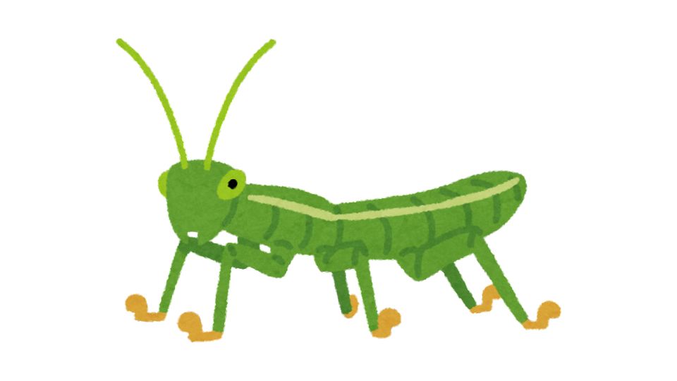 insect illustration