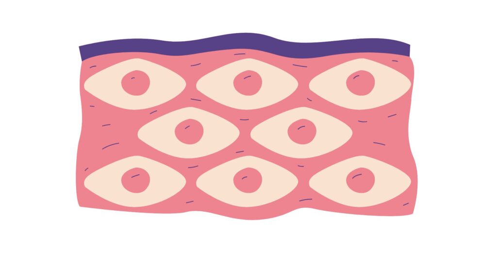 skin illustration