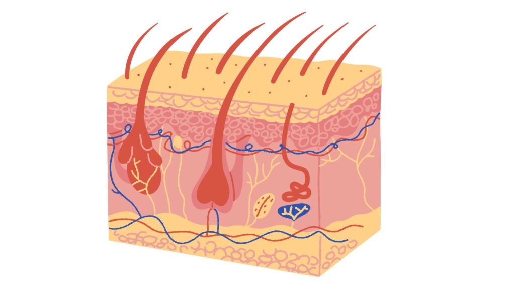 skin illustration