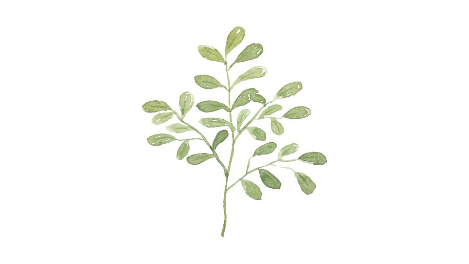 spa illustration