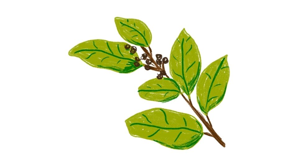 cartoon of plant