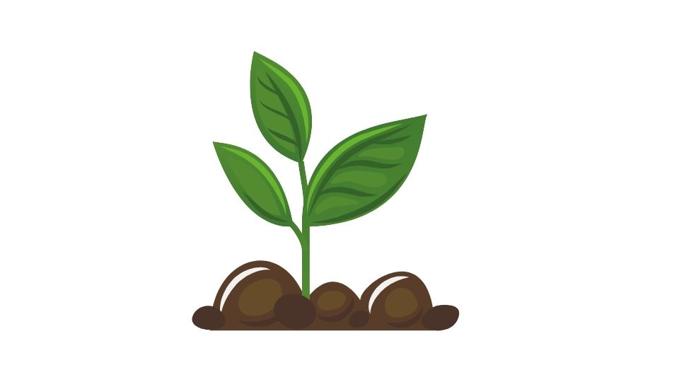 cartoon of plant
