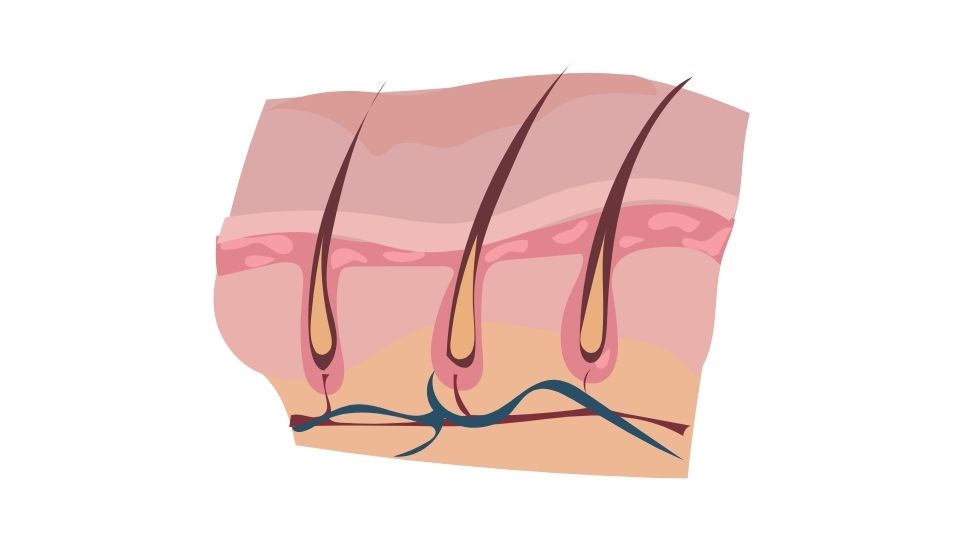 hair illustration