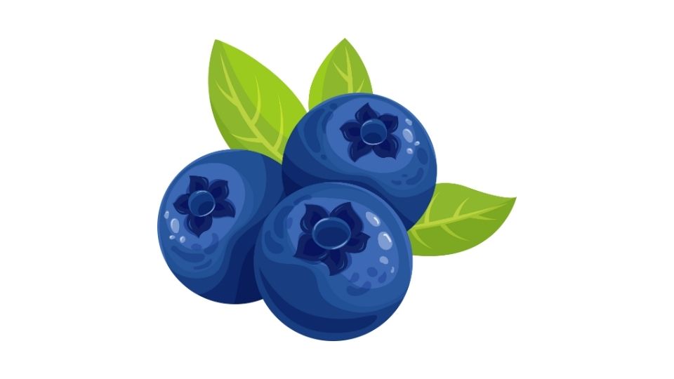 illustration food healthy