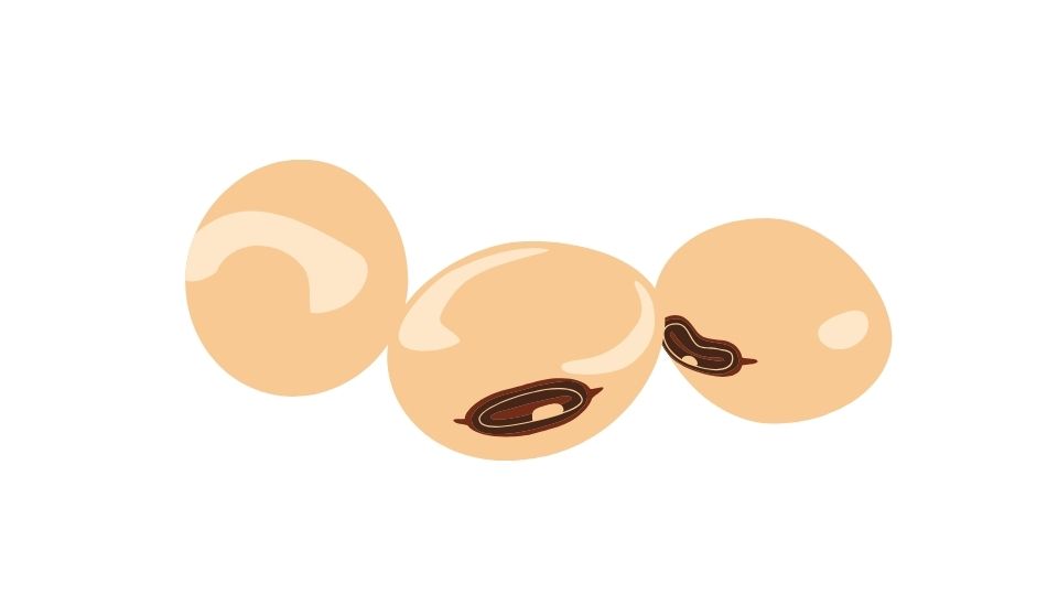soy illustration