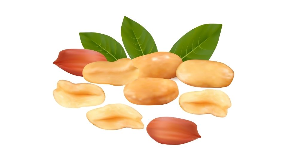 soy illustration
